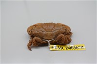 藏品(肉球皺蟹)的圖片